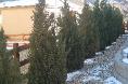 Blue point juniper hedge