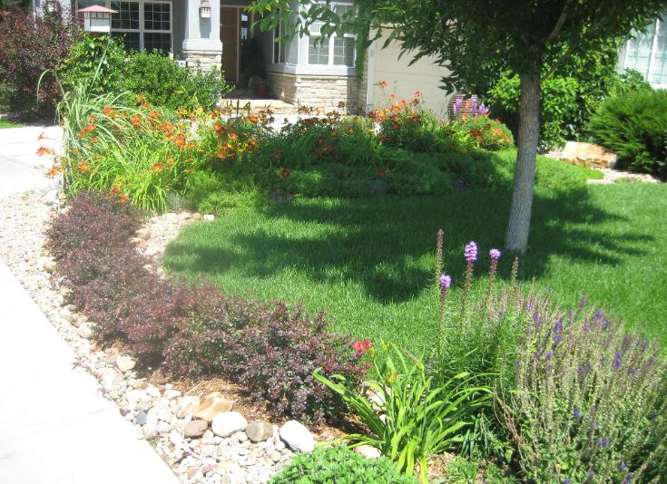 crimson pygmy barberry