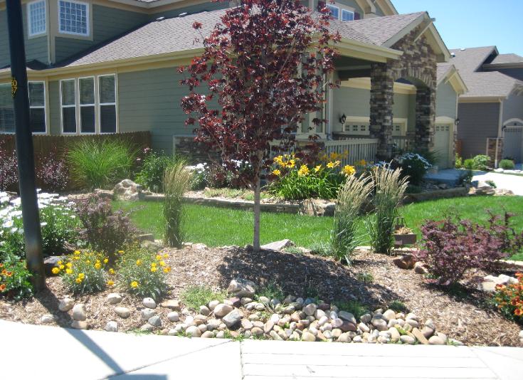 Crimson Sentry Maple and garden