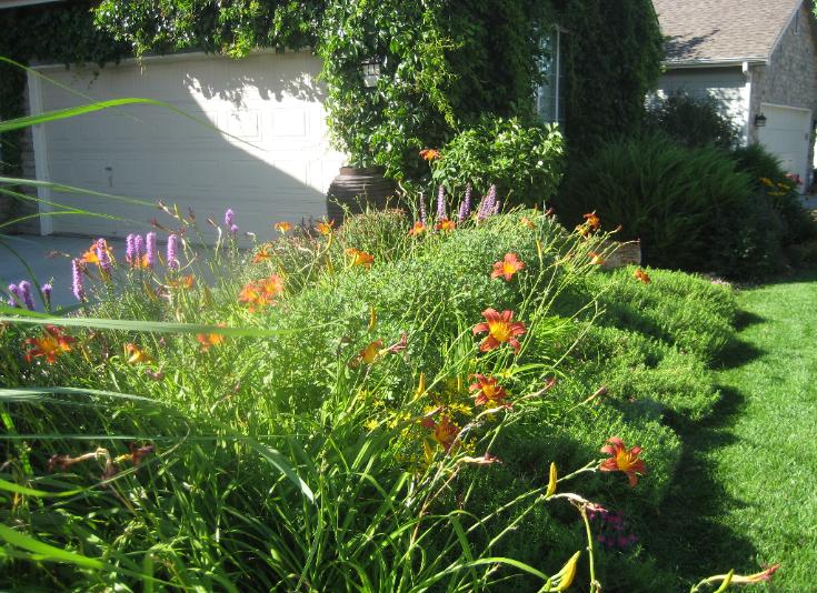 Front yard day lilly