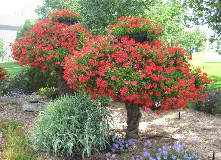 geranium tree
