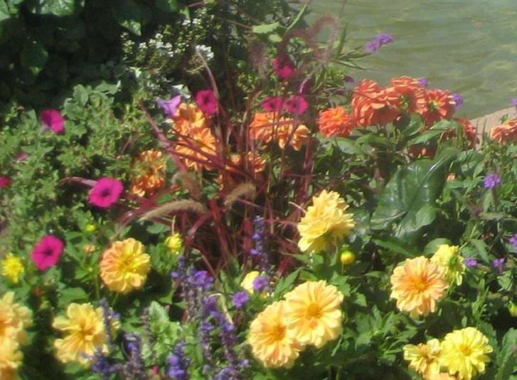 anualls zinna and petunia