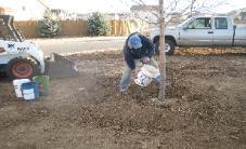 Mike planting and watering a large tree