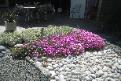 Purple ice plant garden