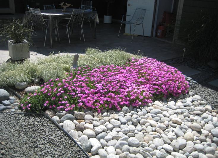 purple ice plant and snow in summer garden