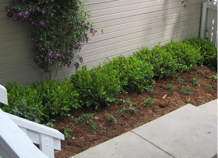 boxwood hedge and clematis
