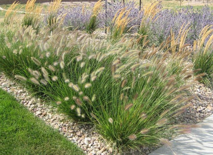 ornamental grasses and russian sage