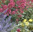 Colorado perennial garden close up
