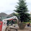 bobcat moving an evergreen tree for planting